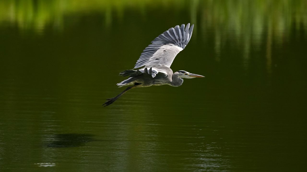 A bird taking off from a pond